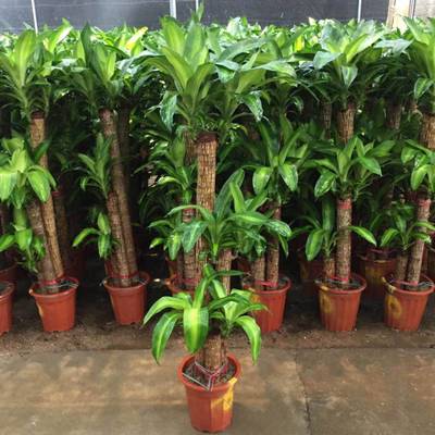 重慶植物租擺、植物銷售、園林綠化設計及養護管理