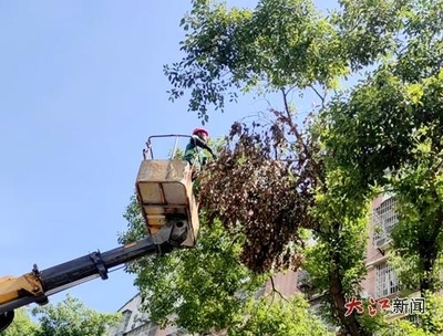 萬載縣城市管理局 聚焦綠化提質，刷新城市“顏值”