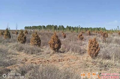 柏樹養護恢復慢怎么辦？優化管理策略與生根劑選擇指南