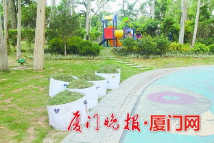 廈門出臺綠化垃圾管理辦法 枯枝斷樹優(yōu)先考慮景觀與木材應(yīng)用，推動綠色管理升級